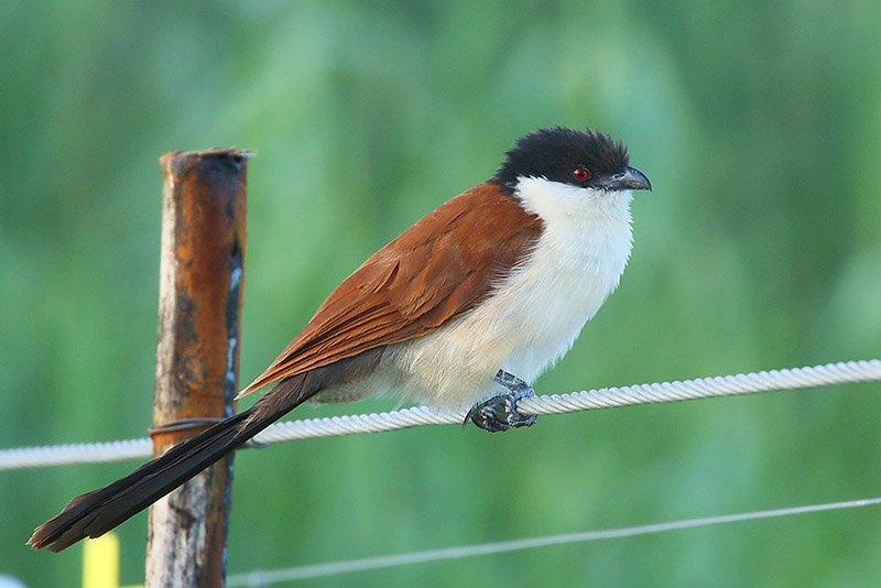 Senegal Coucal by Mick Dryden