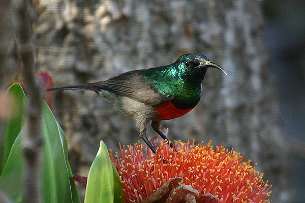 Greater Double collared Sunbird by Mick Dryden