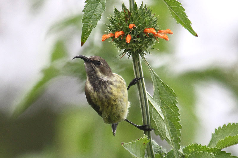 Red-chested Sunbird by Mick Dryden