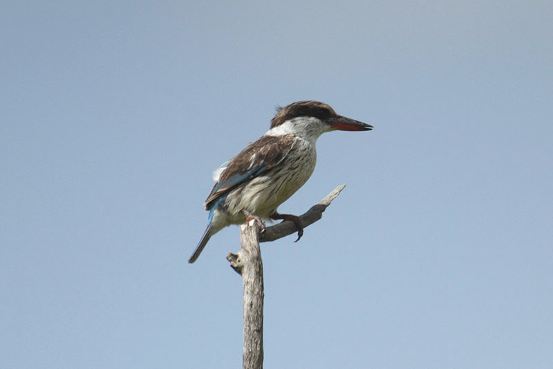 Striped Kingfisher by Mick Dryden