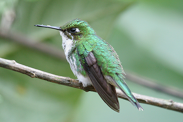 Booted Racquet-tail by Mick Dryden