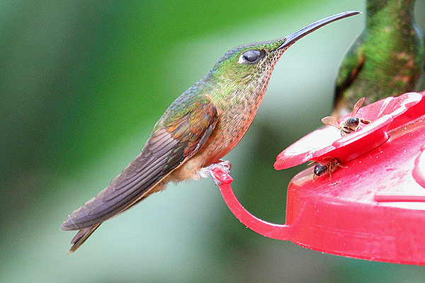 Rufous-tailed Hummingbird by Mick Dryden