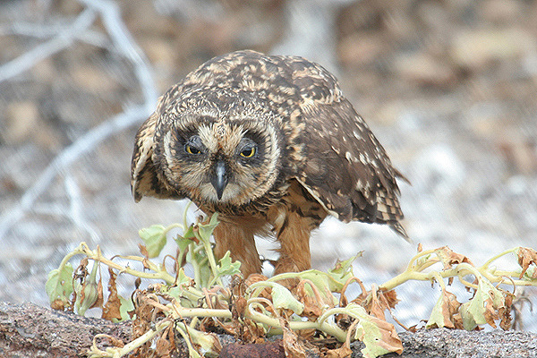 Short-eared Owl by Mick Dryden