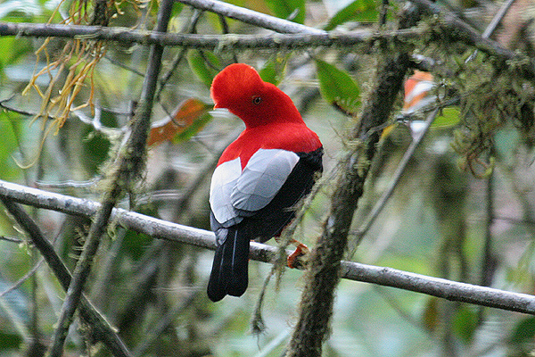 Andean Cock-of-the-Rock by Mick Dryden