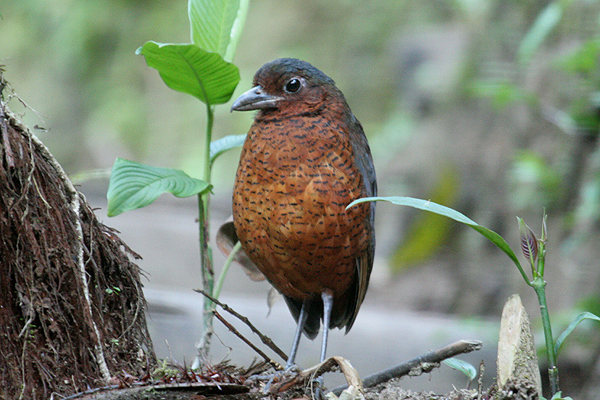 Giant Antpitta by Mick Dryden