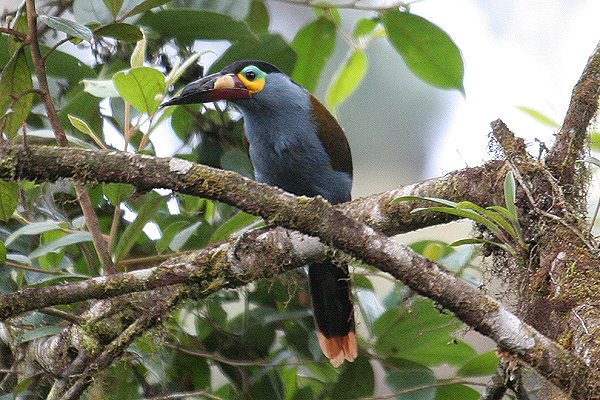 Plate-billed Mountain Toucan by Mick Dryden
