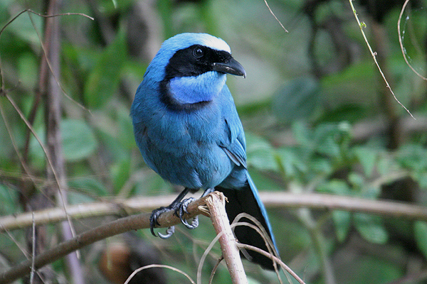 Turquoise Jay by Mick Dryden