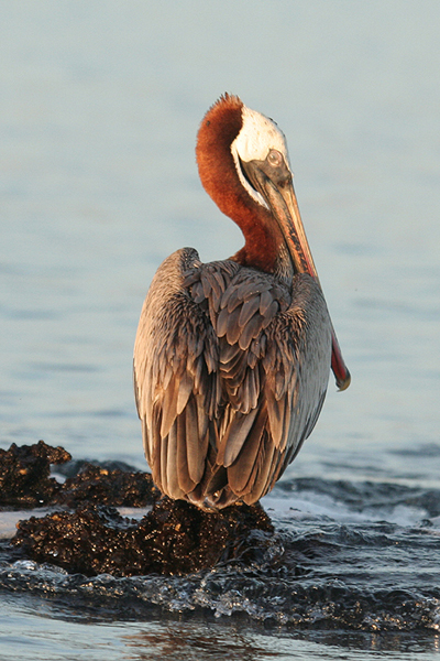 Brown Pelican by Mick Dryden