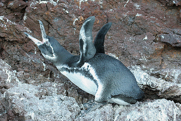 Galapagos Penguin by Mick Dryden