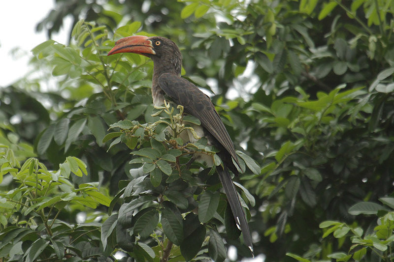 Crowned Hornbill by Mick Dryden