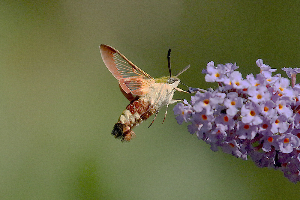 Broad-bordered Bee Hawkmoth by Mick Dryden