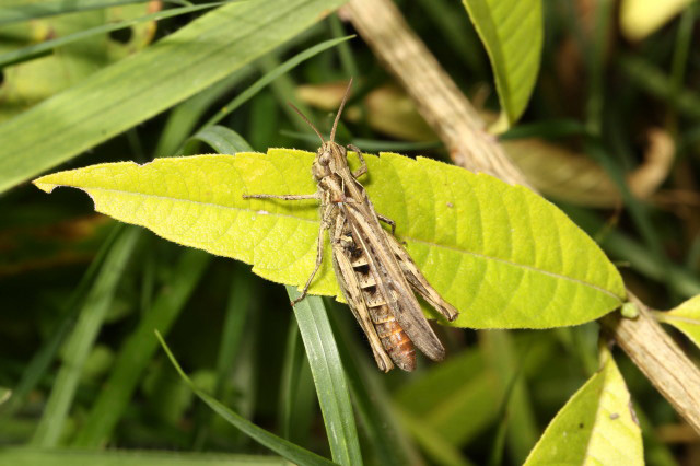 Common Field Grasshopper by Richard Perchard