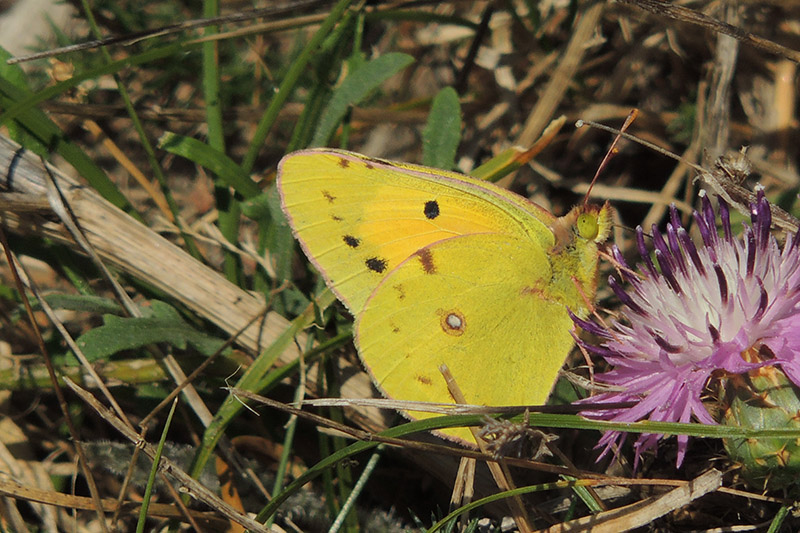 Clouded Yellow by Sarah Scriven