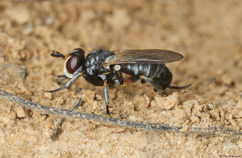 Thick-headed Fly sp by Tim Ransom