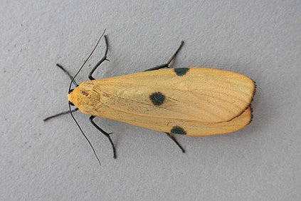 Four-spotted Footman by Roger Long