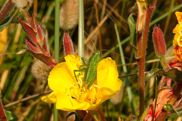 Great Green Bush-cricket by Andrew Koester