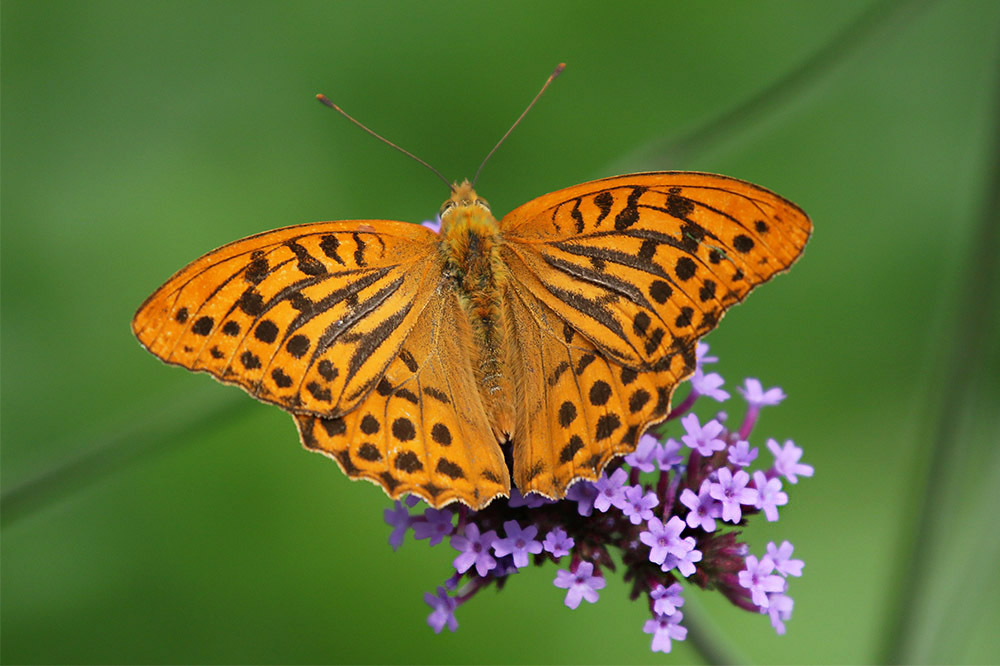 Silver-washed Fritillary by Mick Dryden