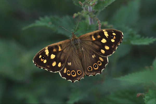 Speckled Wood by Richard Perchard