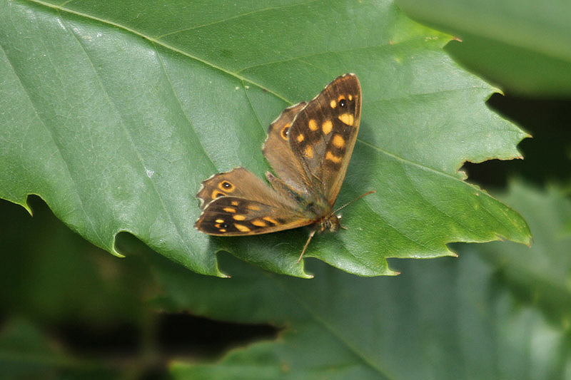 Speckled Wood by Mick Dryden
