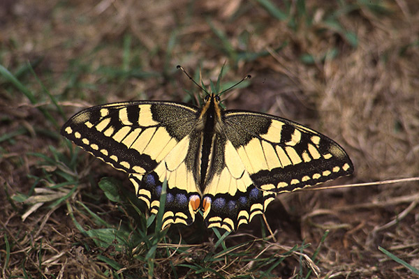 Swallowtail by Richard Perchard