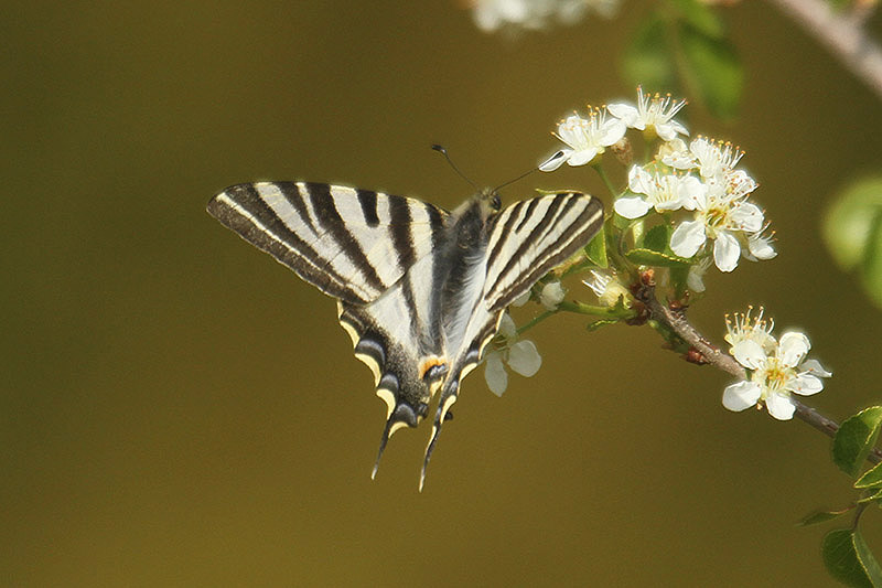 Scarce Swallowtail by Mick Dryden