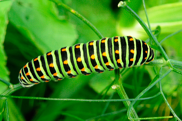 Swallowtail caterpillar by Dominic Wormell
