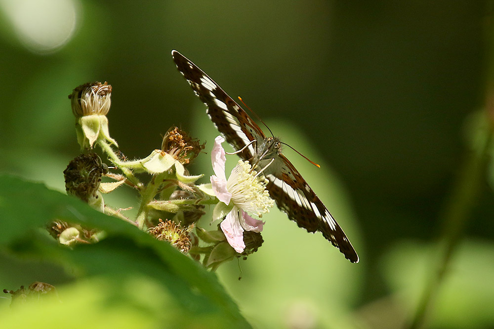White Admiral by Mick Dryden