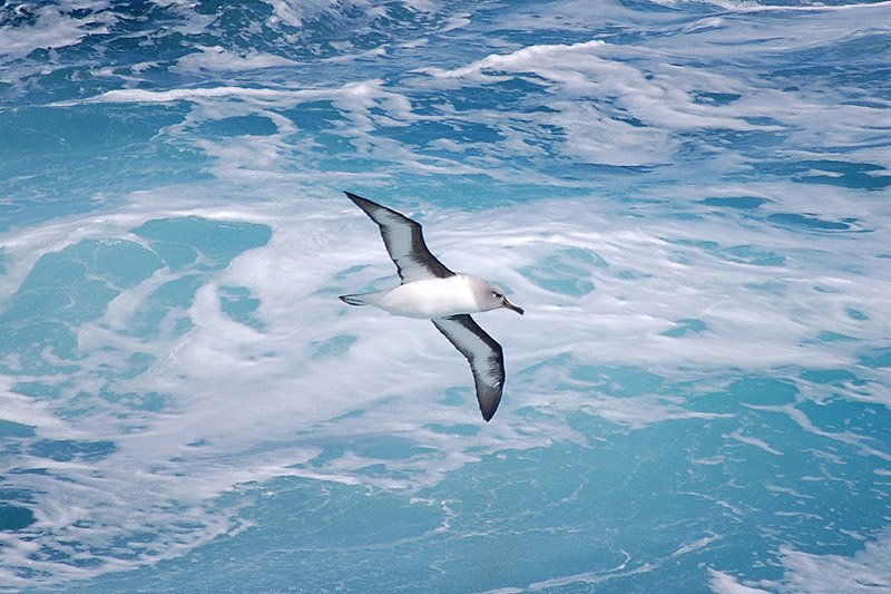 Grey-headed Albatross by Bob Schmedlin