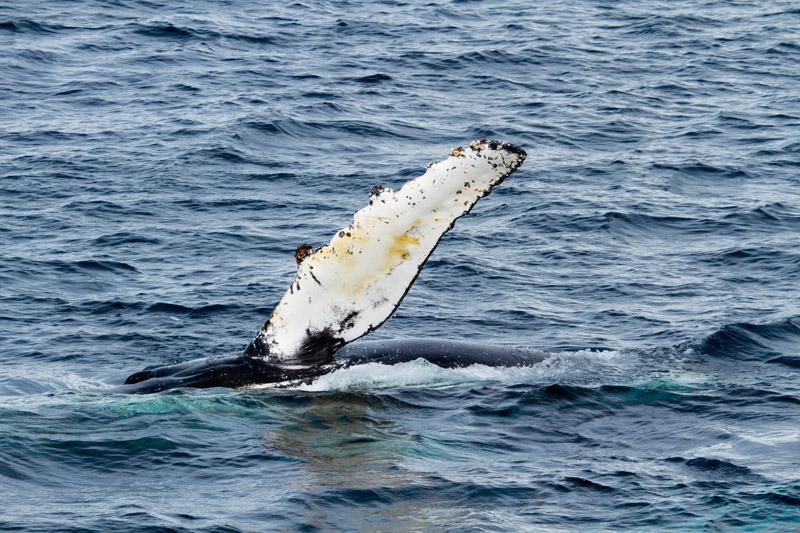 Humpback Whale by Miranda Collett