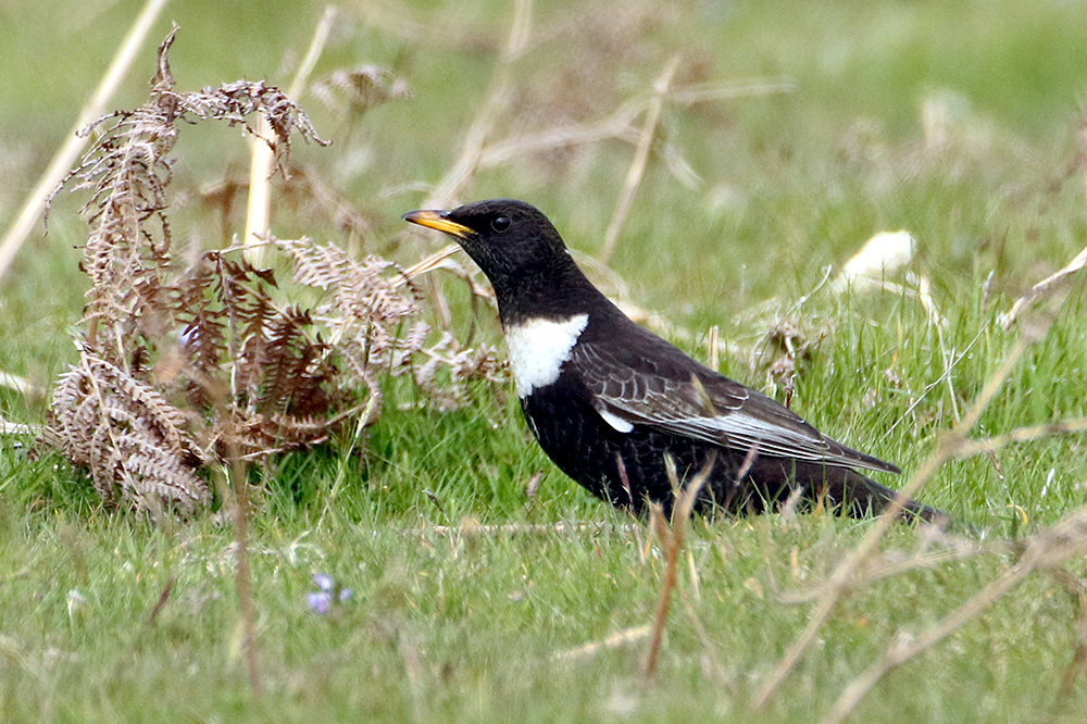 Ring Ouzel by Alan Modral