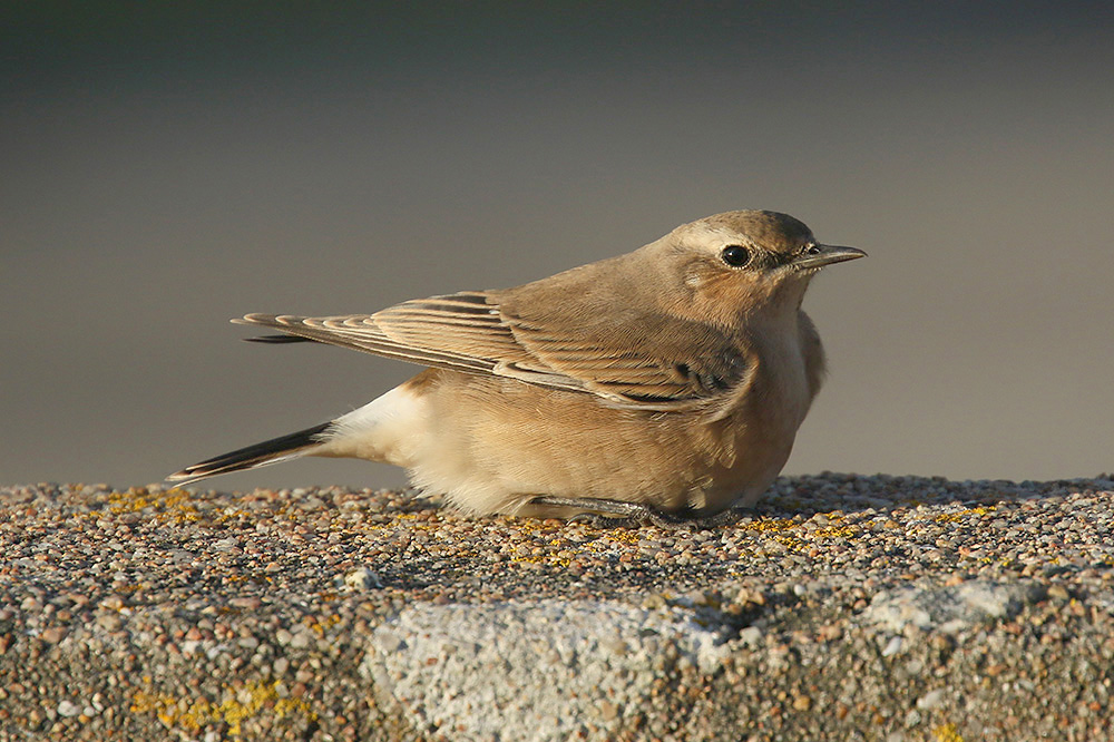 Northern Wheatear by Mick Dryden
