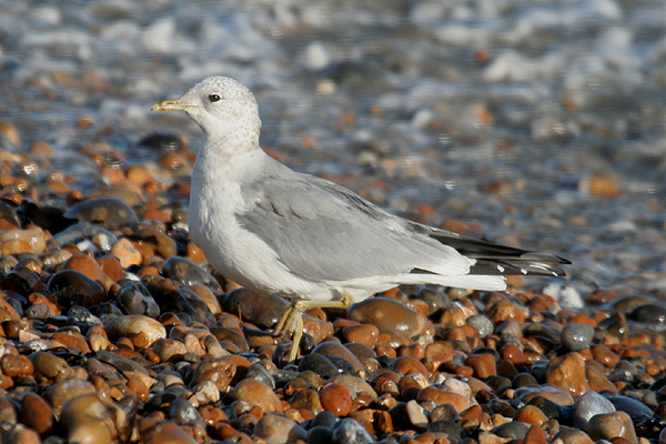 Common Gull by Mick Dryden