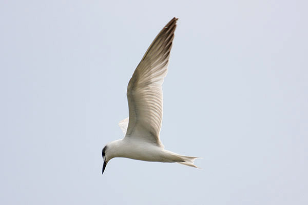 Gull-billed Tern by Mick Dryden