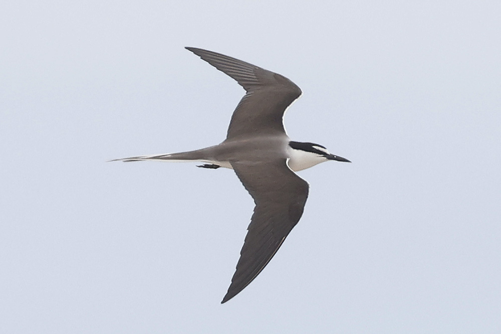 Bridled Tern by Mick Dryden