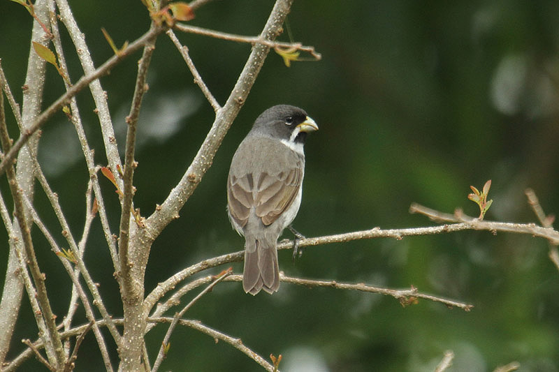 Double-collared Seedeater by Mick Dryden