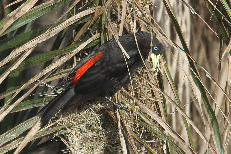 Red-rumped Cacique by Mick Dryden
