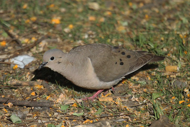 Eared Dove by Mick Dryden