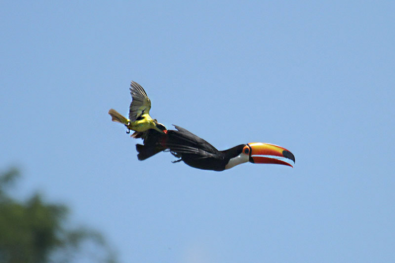 Toco Toucan by Mick Dryden