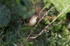 Blyth's Reed Warbler by Mick Dryden