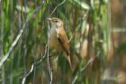 African Reed Warbler by Mick Dryden