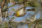 Yellow-chested Apalis by Mick Dryden