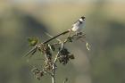 Pin-tailed Wydah by Mick Dryden