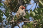 Red billed Quelea by Mick Dryden