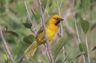 Spectacled Weaver by Mick Dryden