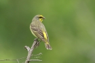 Yellow fronted Canary by Mick Dryden