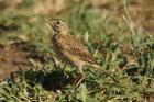African Pipit by Mick Dryden