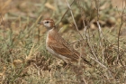 Red capped Lark by Mick Dryden
