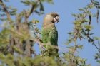 Brown-headed Parrot by Mick Dryden