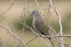 Emerald spotted Dove by Mick Dryden