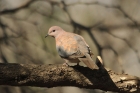 Laughing Dove by Mick Dryden